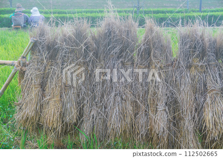 A scarecrow left in a rice paddy after rice harvesting A scarecrow left in a rice paddy after rice harvesting 112502665