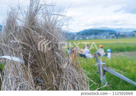 A scarecrow left in a rice paddy after rice harvesting A scarecrow left in a rice paddy after rice harvesting 112502669