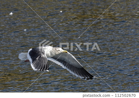 Black-backed gull flying on the water surface Black-backed gull flying on the water surface 112502670