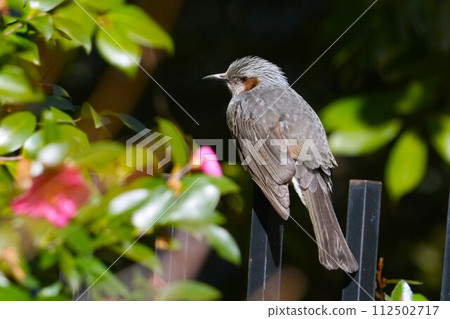 Brown-eared bulbulous on branches of trees Brown-eared bulbulous on branches of trees 112502717