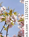 Cherry blossoms in full bloom shining in the blue sky 112502771