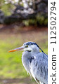 Gray heron perching on a tree branch 112502794