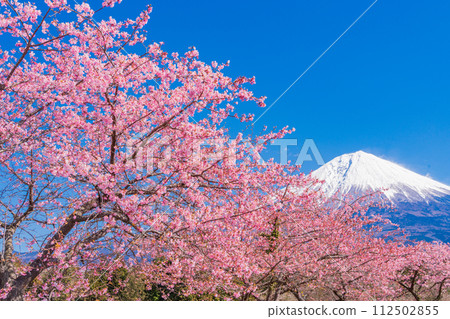 (Shizuoka Prefecture) Kawazu cherry tree and Mt. Fuji blooming at Fujinomiya 112502855