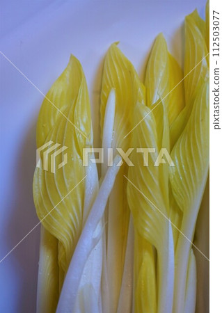 Wild vegetables Yuki Urui Urui Wild vegetables Yuki Urui Urui 112503077