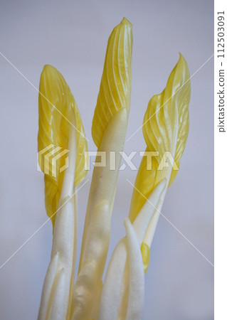 Wild vegetables Yuki Urui Urui Wild vegetables Yuki Urui Urui 112503091