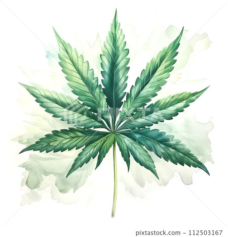 Watercolor Marijuana Leaf on white background 112503167
