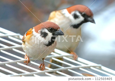 Sparrow perching on a fence 112503405