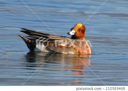 雌性長耳鴨爬行 雌性長耳鴨爬行 112503408