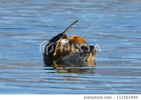 Female long-eared duck to crawl 112503409