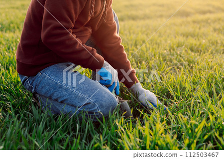 Male digs to check the crops on the field. Organic green wheat in the field with sunset light. Agro business. 112503467