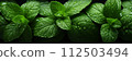 Wet fresh mint background, banner, texture top view. Mint plant close up with water drops. Green leaves banner 112503494