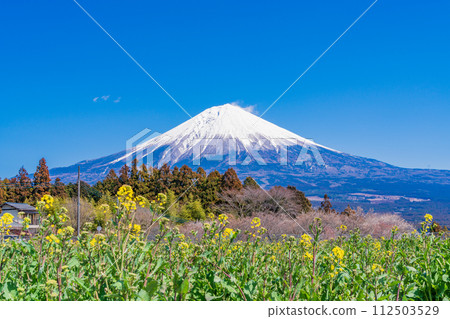 (Shizuoka Prefecture) Rapeseed flowers and Mt. Fuji at Shiraito Natural Park (Shizuoka Prefecture) Rapeseed flowers and Mt. Fuji at Shiraito Natural Park 112503529
