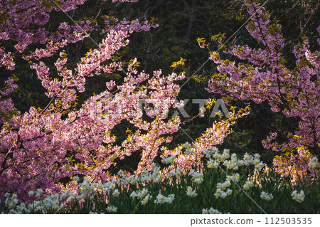 Landscape with cherry blossoms and daffodils Landscape with cherry blossoms and daffodils 112503535