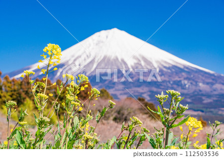 (Shizuoka Prefecture) Rapeseed flowers and Mt. Fuji at Shiraito Natural Park (Shizuoka Prefecture) Rapeseed flowers and Mt. Fuji at Shiraito Natural Park 112503536