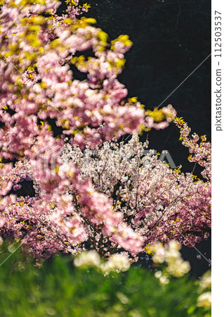 有櫻花和水仙花的風景 有櫻花和水仙花的風景 112503537