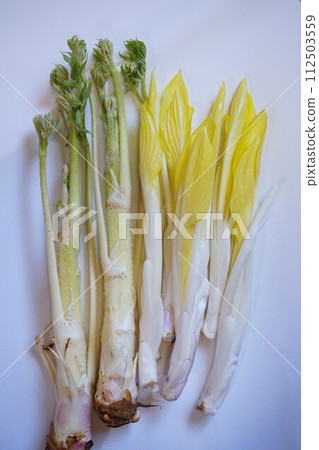 野菜 Yuki Udo Udo Udo 112503559