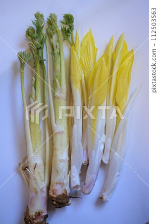 Wild vegetables Yuki Udo Udo Udo Wild vegetables Yuki Udo Udo Udo 112503563