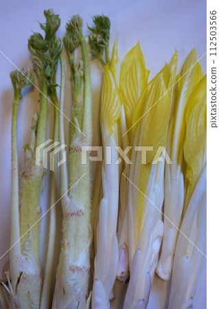 Wild vegetables Yuki Udo Udo Udo Wild vegetables Yuki Udo Udo Udo 112503566