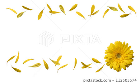 Transparent background material with yellow gerbera cut out 112503574