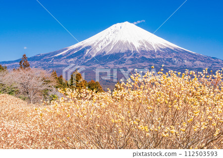 Mitsumata flowers and Mt. Fuji in Shiraito Nature Park (Shizuoka Prefecture) 112503593