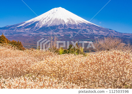 Mitsumata flowers and Mt. Fuji in Shiraito Nature Park (Shizuoka Prefecture) 112503596