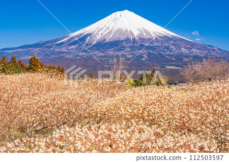 Mitsumata flowers and Mt. Fuji in Shiraito Nature Park (Shizuoka Prefecture) 112503597