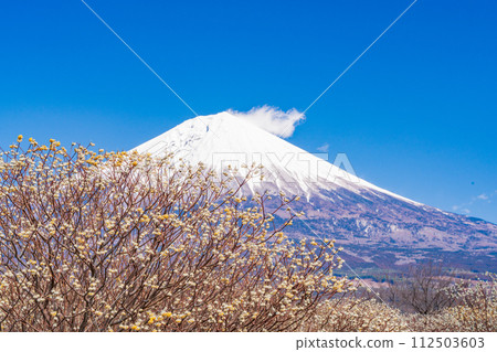 Mitsumata flowers and Mt. Fuji in Shiraito Nature Park (Shizuoka Prefecture) Mitsumata flowers and Mt. Fuji in Shiraito Nature Park (Shizuoka Prefecture) 112503603