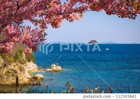 Kawazu cherry blossoms in bloom, overlooking the islands in the Seto Inland Sea 112503661