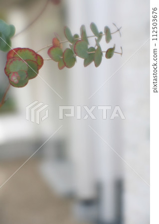 桉樹葉 桉樹葉 112503676