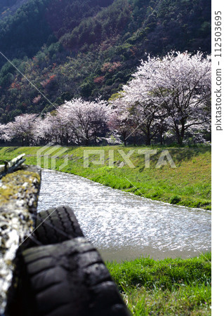 Cherry blossoms along the river Cherry blossoms along the river 112503695