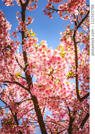 Kawazu cherry blossoms in the blue sky Kawazu cherry blossoms in the blue sky 112503766