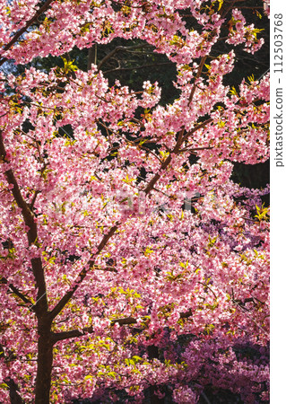 Kawazu cherry blossoms in the blue sky Kawazu cherry blossoms in the blue sky 112503768