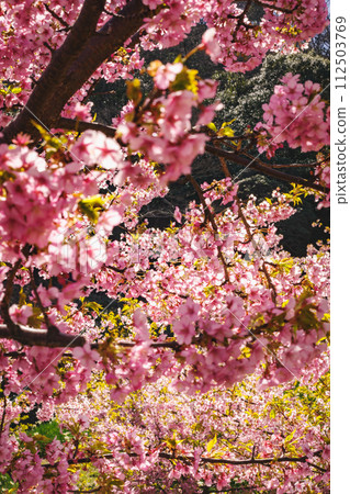 Kawazu cherry blossoms in the blue sky Kawazu cherry blossoms in the blue sky 112503769