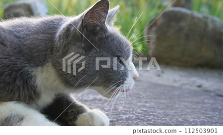 A cat to take a nap 112503901