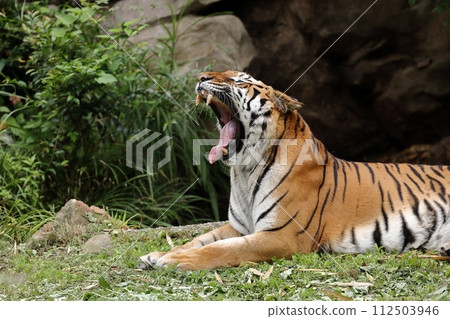 Tiger sitting and yawning Tiger sitting and yawning 112503946