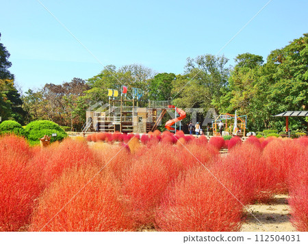 北九州市若松區綠色公園童話森林的紅色地膚子 112504031