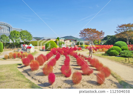 北九州市響灘綠地城市公園Green Park的紅色地膚子 112504038
