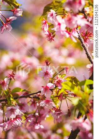 粉紅色的河津櫻花，春天的花朵，粉紅色，深粉紅色的櫻花 112504136