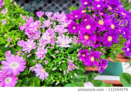 明亮的瓜葉菊 明亮的瓜葉菊 112504379