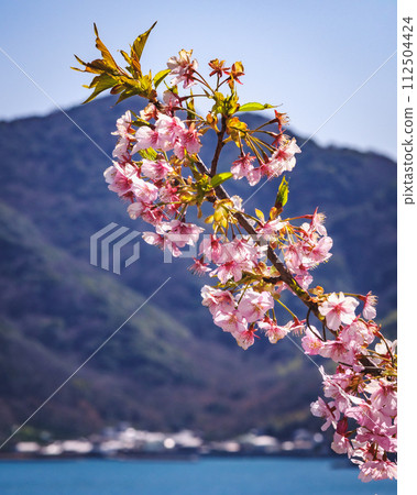 Kawazu cherry blossoms shining in the spring sunshine 112504424
