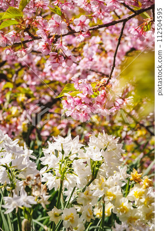 河津櫻花和水仙花 河津櫻花和水仙花 112504595