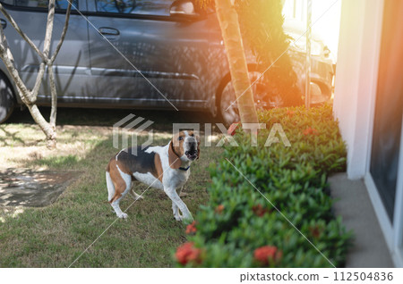 Beagle dog howling in patio 112504836
