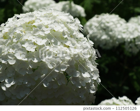 Hydrangeas at Daizenji Temple (Yamanashi Prefecture) 112505126