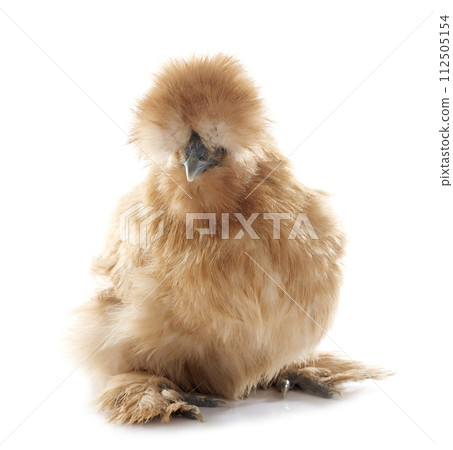 brown silkie chicken 112505154