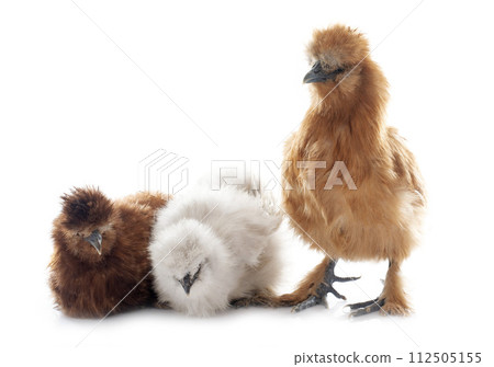 brown silkie chicken brown silkie chicken 112505155