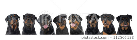 head of rottweilers head of rottweilers 112505158