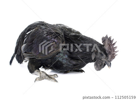 rooster ayam cemani rooster ayam cemani 112505159