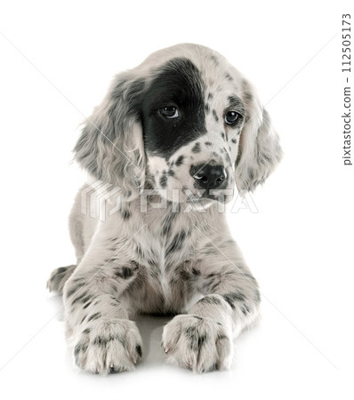 puppy english setter 112505173