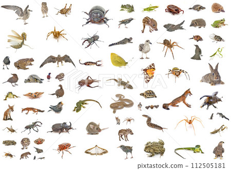 european wildlife in studio european wildlife in studio 112505181