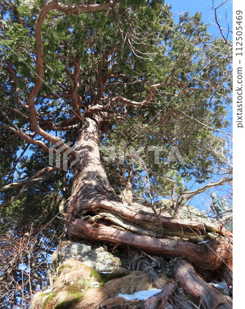 Mt. Sanjogatake (large tree holding a rock in Shugendo) 112505469